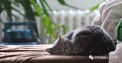 新闻爆料奇怪的猫咪视频,这是外星生物吗？